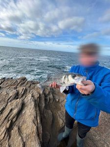 European Bass (Seabass)