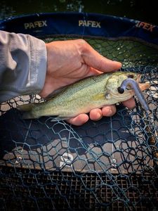 Largemouth Bass