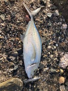 Bluefin Trevally