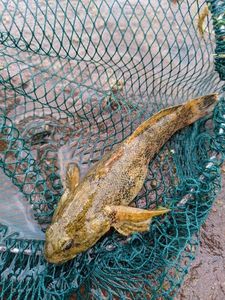 Giant Goby