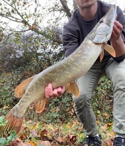 Northern Pike