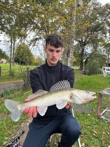 Zander