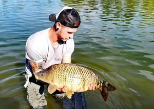 Common Carp