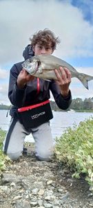 Gilthead Seabream