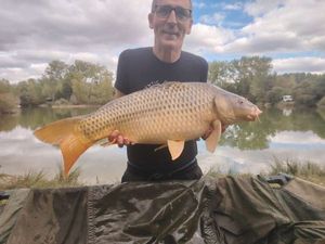 Common Carp