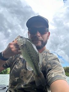 Largemouth Bass