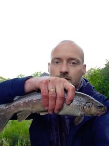 Brown Trout