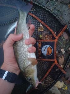 Barbel