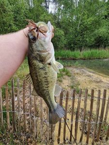 Largemouth Bass