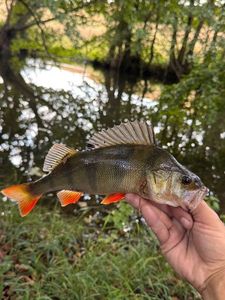 European Perch