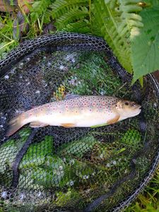 Brown Trout