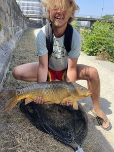 Common Carp