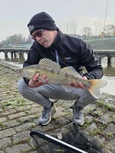Zander