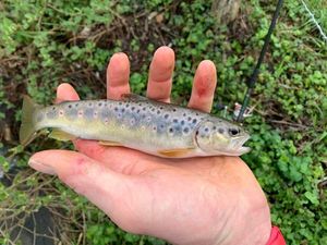 Brown Trout