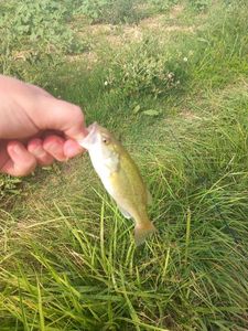 Smallmouth Bass