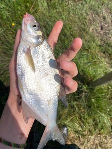 Common Bream