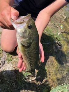 Largemouth Bass