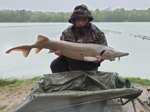 Sturgeon