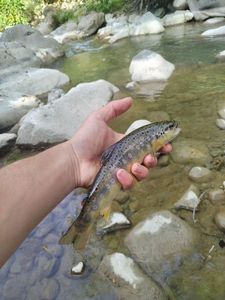 Brown Trout