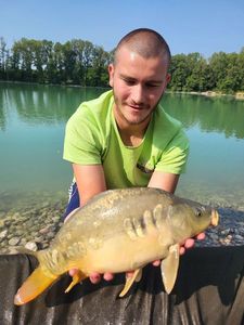 Mirror Carp