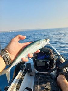 Chub Mackerel