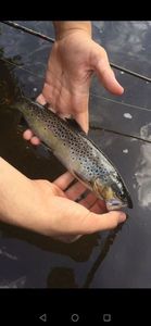 Brown Trout