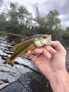 Largemouth Bass
