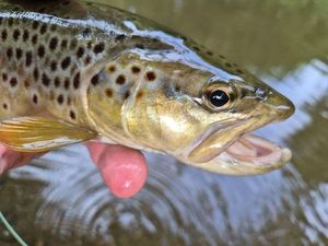 Brown Trout