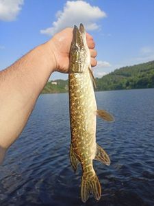 Northern Pike