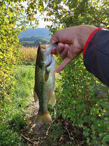 Largemouth Bass