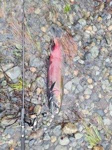 Coho Salmon