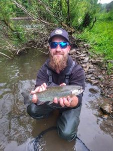 Rainbow Trout