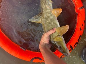 Barbel