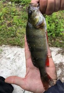 European Perch