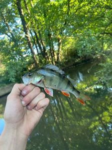 European Perch