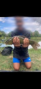 Tench