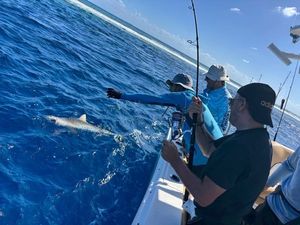 Copper Shark (Bronze Whaler)