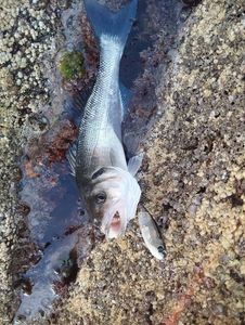 European Bass (Seabass)