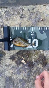 Green Sunfish