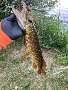 Northern Pike