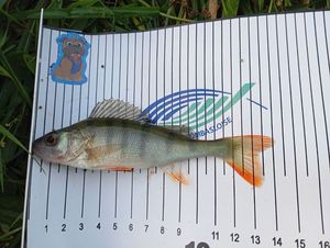 European Perch
