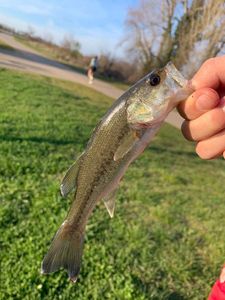 Largemouth Bass