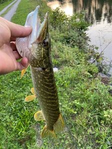 Northern Pike
