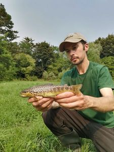 Brown Trout