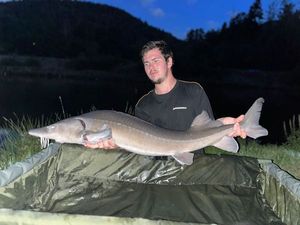 Sturgeon