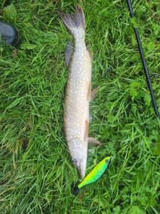 Northern Pike