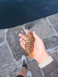 Tompot Blenny
