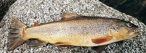 Brown Trout