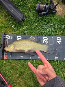Tench