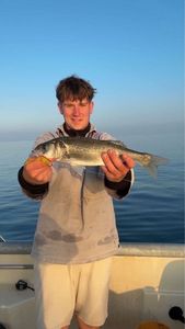European Bass (Seabass)